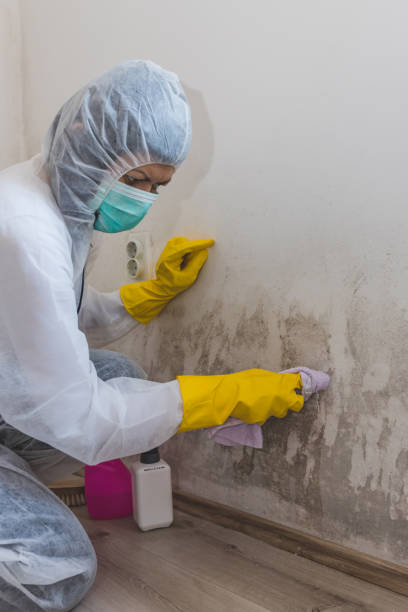 Best Mold Damage Restoration  in Kennedale, TX